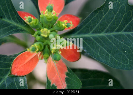 Euphorbia cyathophora, Wild Poinsettia, herbaceous plant with red leaves especially in basal part, surrounding cyathia infl Stock Photo