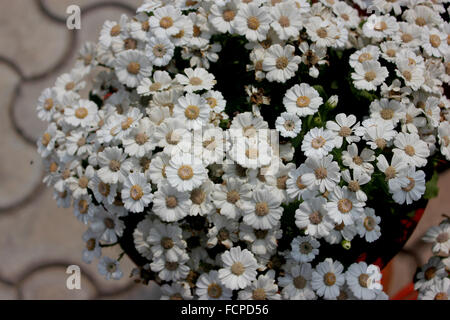 Pericallis hybrida, Florists Cineraria, Jester White, cultivar with pure white heads in bunches, large rounded leaves, garden Stock Photo