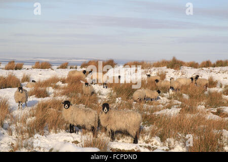 swaledale ewes in Northumberland snow Stock Photo