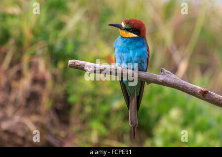 European bee-eater (Merops apiaster) Stock Photo