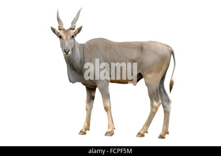 eland isolated on white background Stock Photo