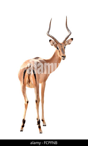 adult male impala isolated on white background Stock Photo