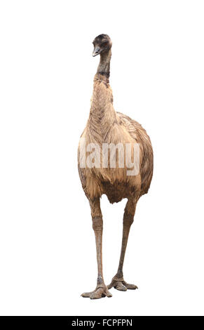 an australian emu isolated on white background Stock Photo