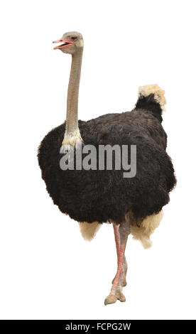 ostrich isolated on White Background Stock Photo