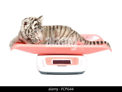 baby white tiger on weight scale isolated on white background Stock Photo