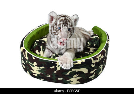 baby white tiger laying in a mattress isolated on white background Stock Photo