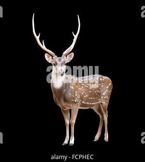 male axis deer isolated on black background Stock Photo