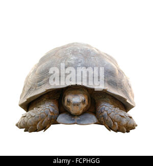 Animal, Pet, Reptile, Calm, Turtle, Tortoise, Objects, Isolated, Animal 