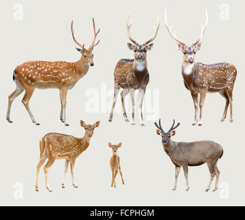 sika deer, axis deer, samba deer isolated on gray background Stock Photo