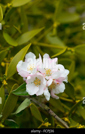 Mistletoe; Viscum albun On Apple Tree with Apple Blossom Herefordshire; UK Stock Photo