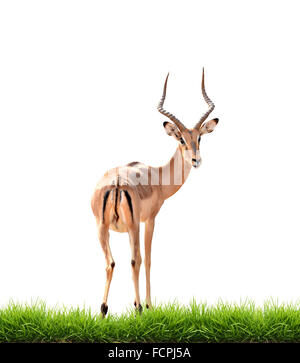 impala with green grass isolated on white background Stock Photo