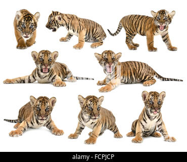 baby bengal tiger isolated on white background Stock Photo