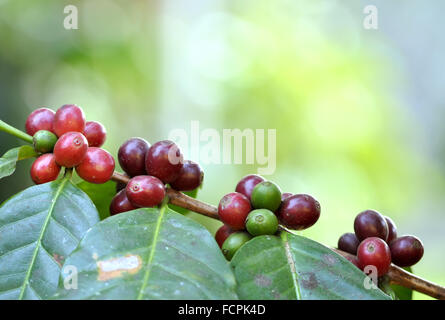 fresh coffee bean on tree Stock Photo