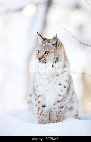 Lynx cub sits in the cold snow Stock Photo