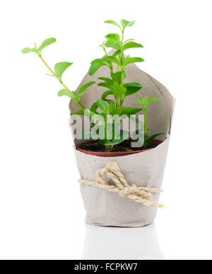 Peperomia (radiator plant) in paper packaging, on a white background.