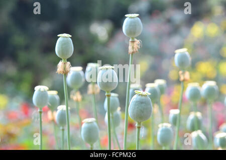 poppy capsule in poppy garden Stock Photo