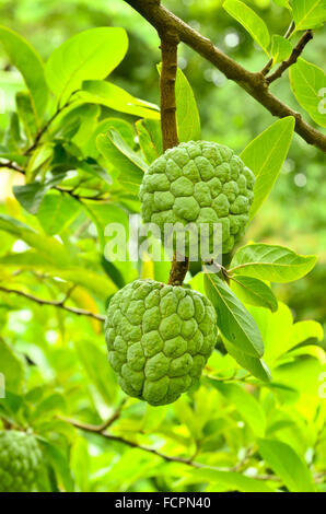Custard apples growing on a tree Stock Photo