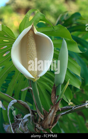 Monstera deliciosa flower and maturing fruit. Photo taken in Azores islands, Portugal. Stock Photo