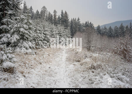 Snowy path silent winer forest covered with snow Stock Photo