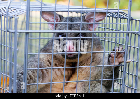 A brushtail possum is caught in a cage as a trap in Melbourne, Victoria, Australia Stock Photo