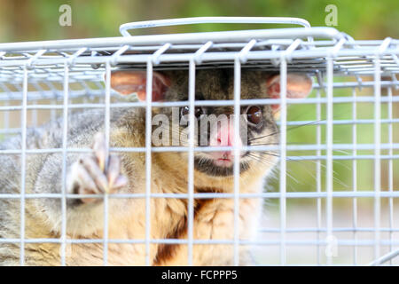 A brushtail possum is caught in a cage as a trap in Melbourne, Victoria, Australia Stock Photo