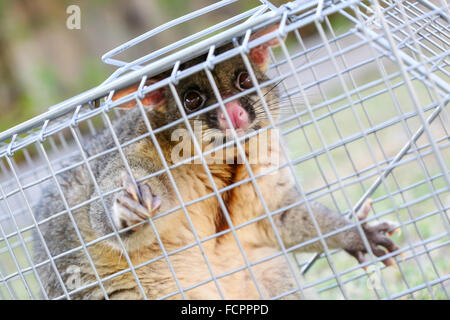 A brushtail possum is caught in a cage as a trap in Melbourne, Victoria, Australia Stock Photo