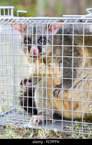 A brushtail possum is caught in a cage as a trap in Melbourne, Victoria, Australia Stock Photo