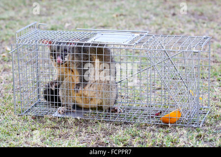 A brushtail possum is caught in a cage as a trap in Melbourne, Victoria, Australia Stock Photo