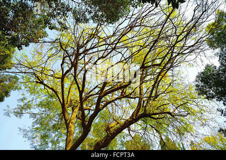 For any tree if you look ... Stock Photo