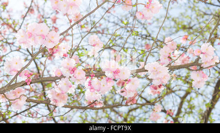 Springtime apple flowering tree with new fresh leaves and pink flowers bloom Stock Photo