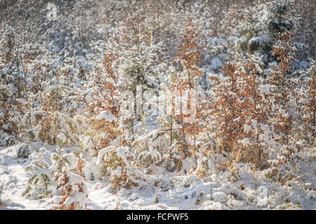Sunlit young beech trees covered with fresh snow Stock Photo