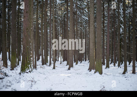 Silent chilly winer forest covered with snow Stock Photo