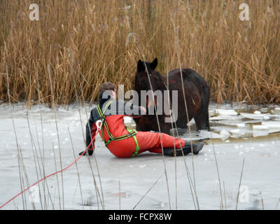 HANDOUT - A handout picture made available by the Burgdorf Fire Department on 24 January 2016 shows a firefighter saving a horse from a frozen lake in Burgdorf, Germany. Photo: FEUERWEHR BURGDORF/dpa (ATTENTION EDITORS: Editorial use only in connection with current reporting and with mandatory source credit: 'Photo: Feuerwehr Burgdorf/dpa') Stock Photo