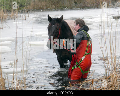 HANDOUT - A handout picture made available by the Burgdorf Fire Department on 24 January 2016 shows a firefighter saving a horse from a frozen lake in Burgdorf, Germany. Photo: FEUERWEHR BURGDORF/dpa (ATTENTION EDITORS: Editorial use only in connection with current reporting and with mandatory source credit: 'Photo: Feuerwehr Burgdorf/dpa') Stock Photo