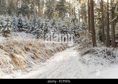 Snowy path silent winer forest covered with snow Stock Photo