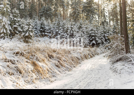 Snowy path silent winer forest covered with snow Stock Photo