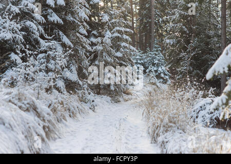 Snowy path silent winer forest covered with snow Stock Photo