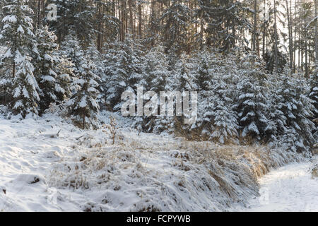 Silent chilly winer forest covered with snow Stock Photo