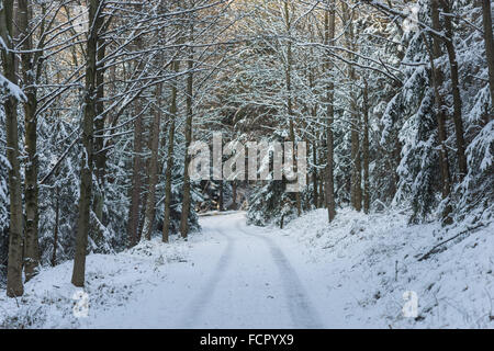 Snowy path silent winer forest covered with snow Stock Photo