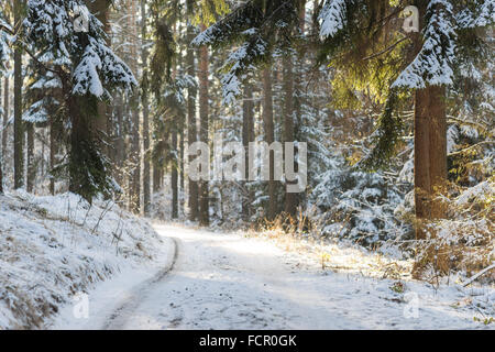 Snowy path silent winer forest covered with snow Stock Photo