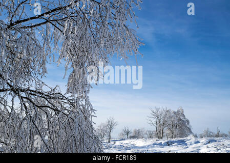Downy birch (Betula pubescens) tree covered in white frost in winter Stock Photo