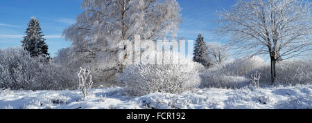 Norway spruces (Picea abies) and downy birch (Betula pubescens) trees covered in white frost in heathland winter Stock Photo