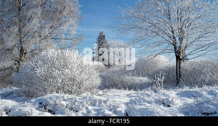 Spruce and birch trees covered in white frost in heathland winter Stock Photo