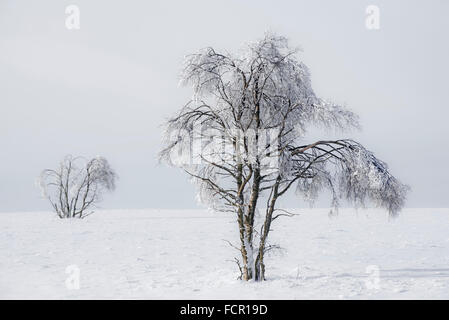 Moorland with downy birch (Betula pubescens) trees covered in white frost in winter Stock Photo