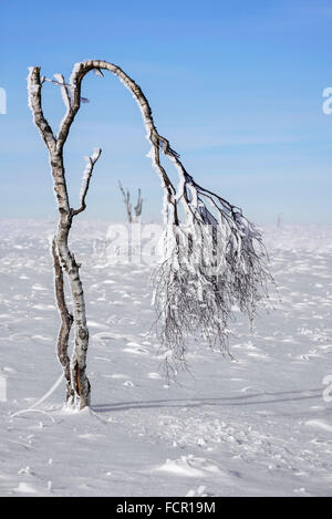 Deformed birch tree covered in frost in winter at the High Fens / Hautes Fagnes, Belgian nature reserve in Liège, Belgium Stock Photo