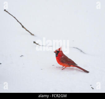 Merrick, New York, USA. January 23, 2016.  A male cardinal holds in its beak a black oil sunflower seed it found on the snowy ground, as the winter Storm of 2016 brings dangerous snow and gusting winds to Long Island, and Governor Cuomo bans travel, shutting down L.I.'s roads and railroads, due to hazardous conditions. Blizzard Jonas already dropped over a foot of snow on the south shore town of Merrick, with much more snow expected throughout Saturday and early Sunday. Credit:  Ann E Parry/Alamy Live News Stock Photo
