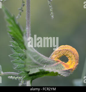 Nettle rust fungus (Puccinia urticata). A very common bright orange gall fungus in the family Pucciniaceae on nettle Stock Photo