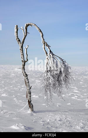 Deformed birch tree covered in frost in winter at the High Fens / Hautes Fagnes, Belgian nature reserve in Liège, Belgium Stock Photo