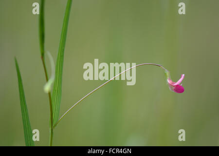 Grass vetchling (Lathyrus nissolia). A flower, stem and leaves of this pink member of the pea family (Fabaceae) Stock Photo