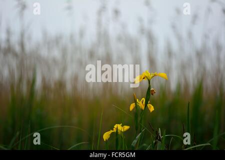 Yellow iris (Iris pseudacorus) in flower in front of reeds. Several yellow flowers growing on fenland shown within environment Stock Photo